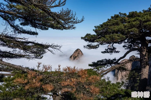 厨房彻底征服岳近日，节目组邀请了知名大厨进行现场烹饪挑战，观众反响热烈